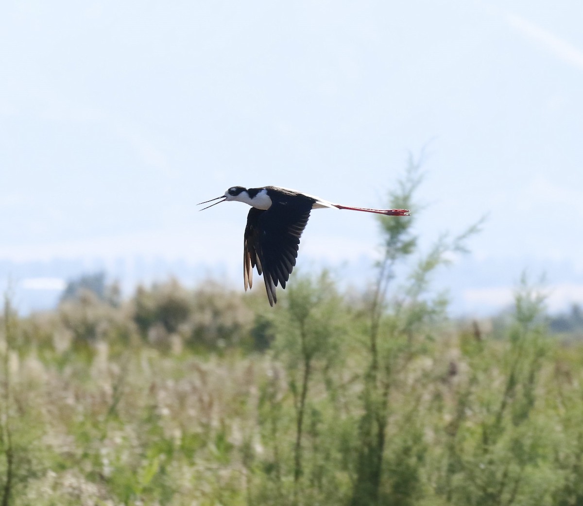 Black-necked Stilt - Von Welch