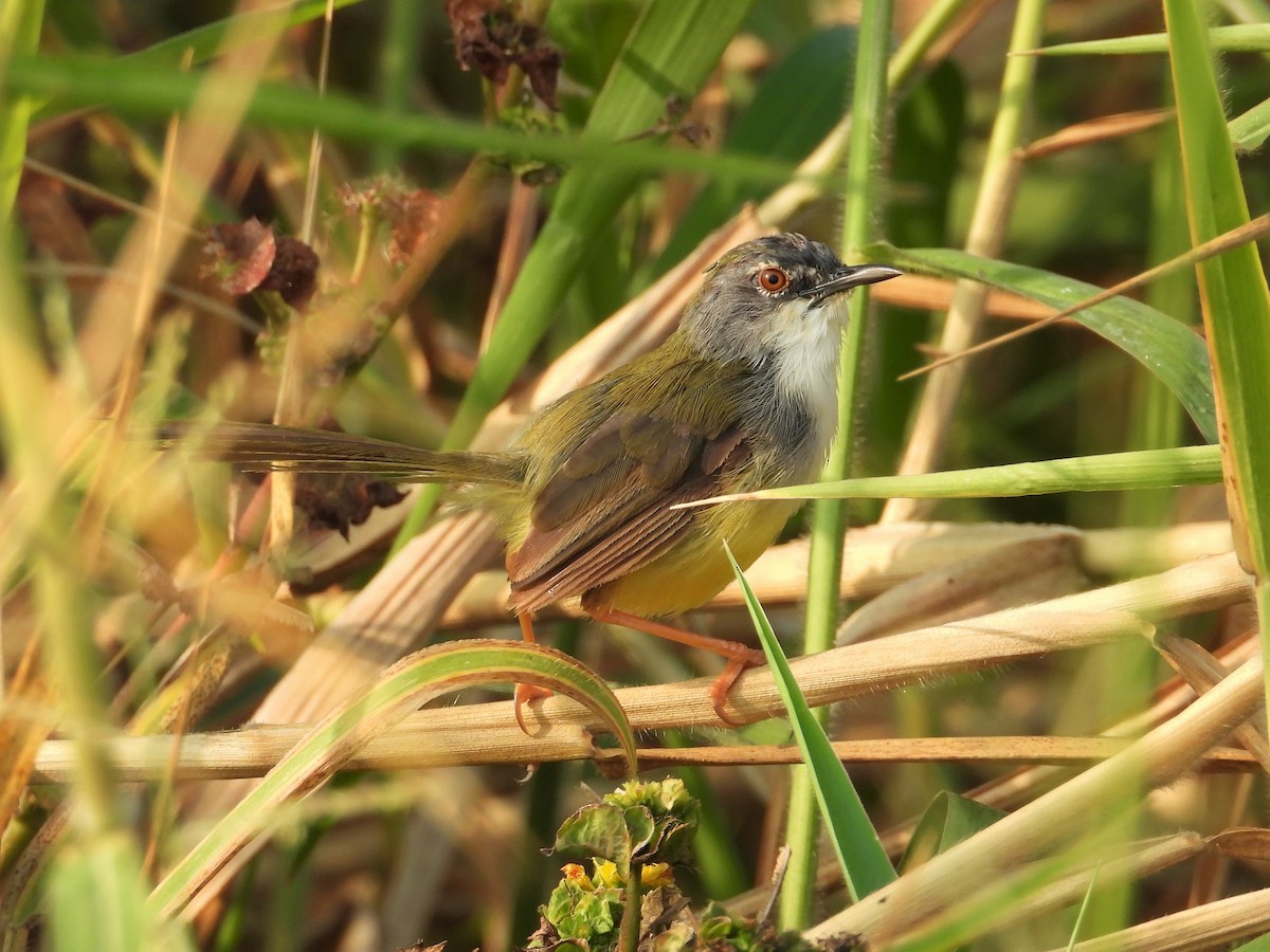 Yellow-bellied Prinia - ML185643691