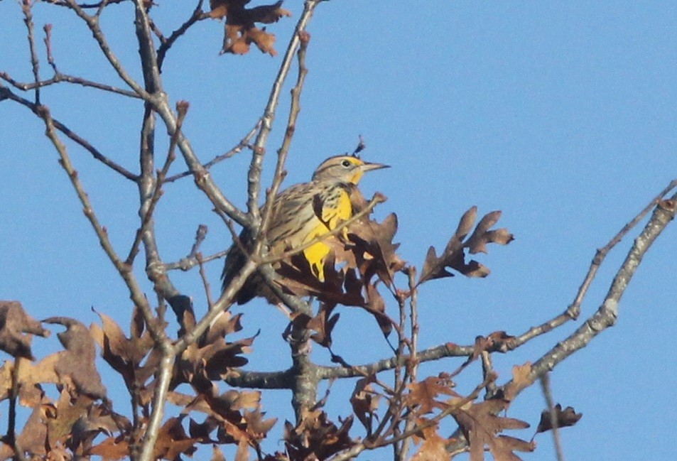 Eastern Meadowlark (Eastern) - Dylan Pedro