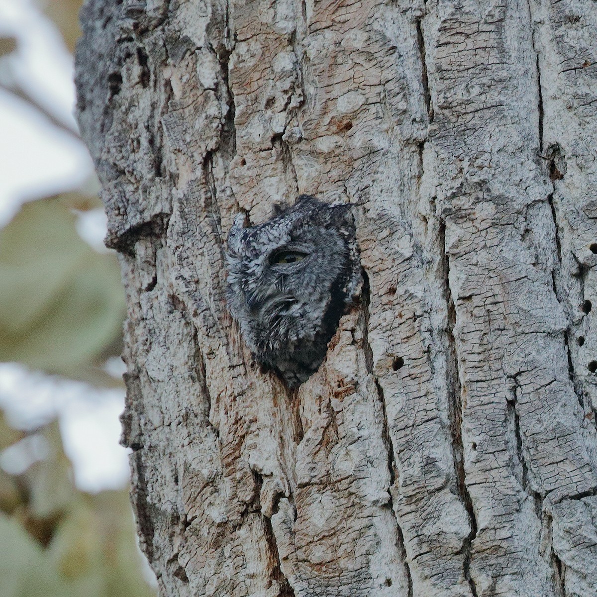 Western Screech-Owl - ML185646321