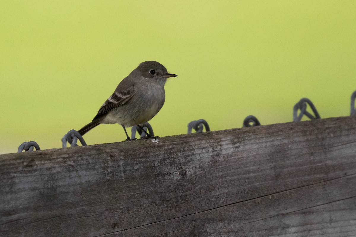 Gray Flycatcher - ML185646401