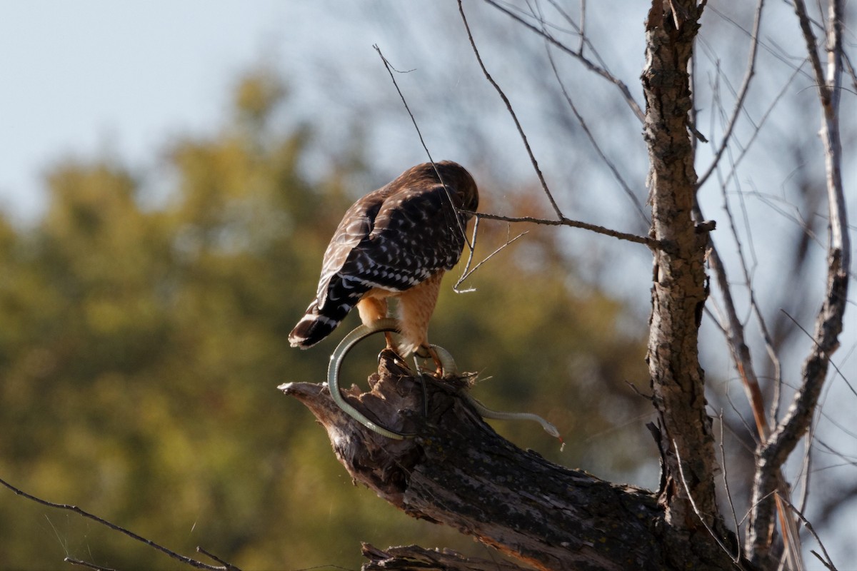 Red-shouldered Hawk - ML185649261