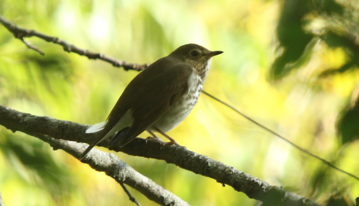 Swainson's Thrush (Olive-backed) - Dylan Pedro