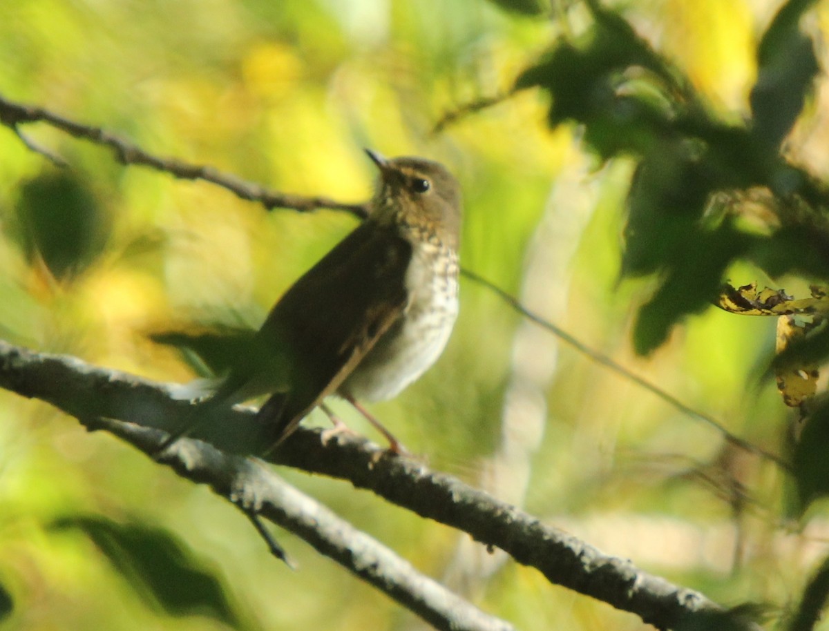 Swainson's Thrush (Olive-backed) - Dylan Pedro