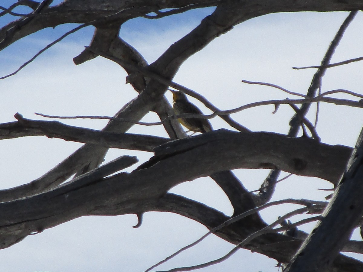Western Meadowlark - ML185650391