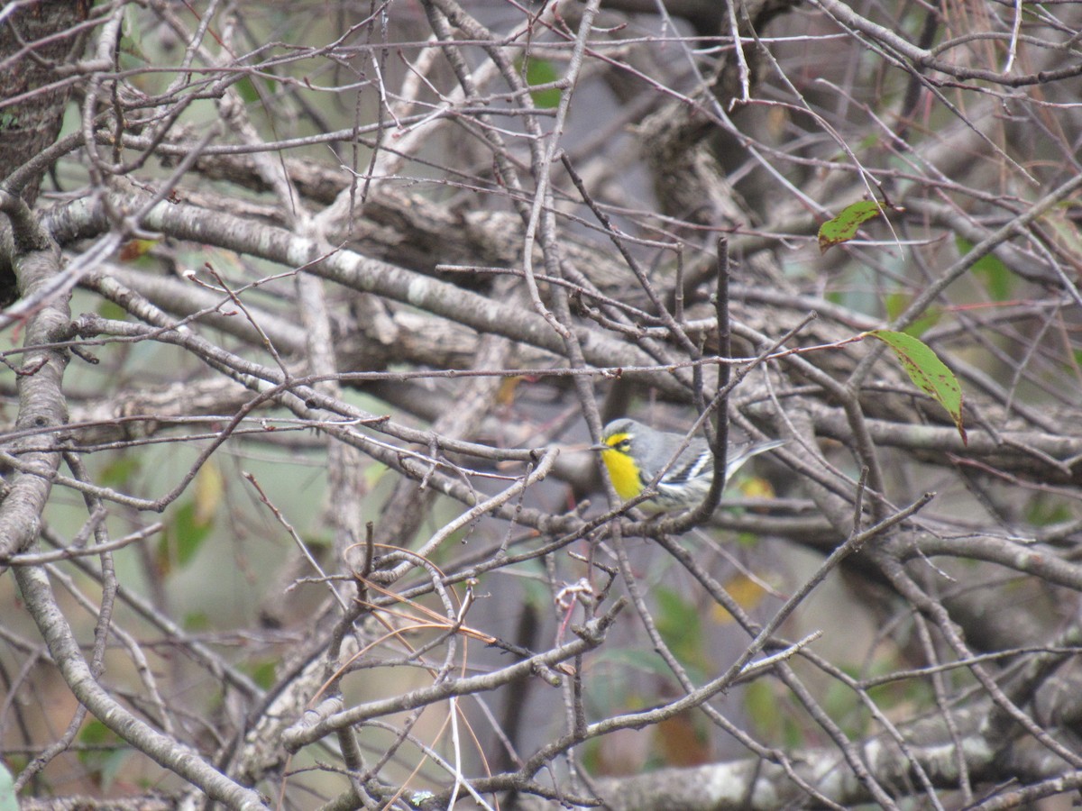 Grace's Warbler - ML185651631