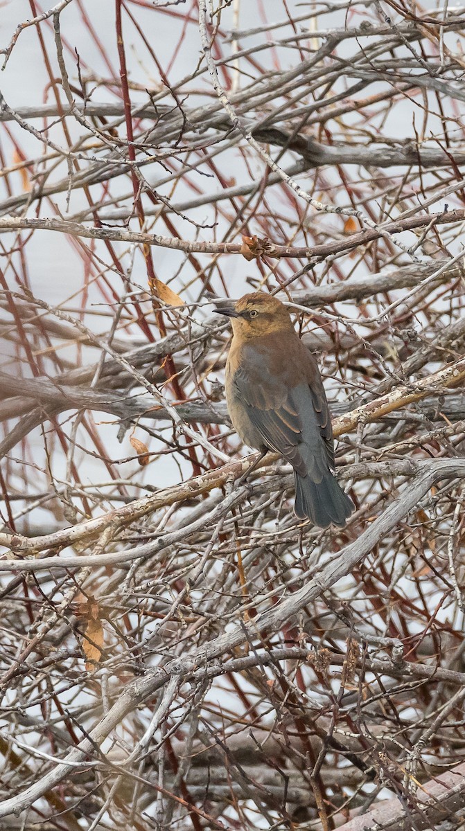 Rusty Blackbird - ML185651921