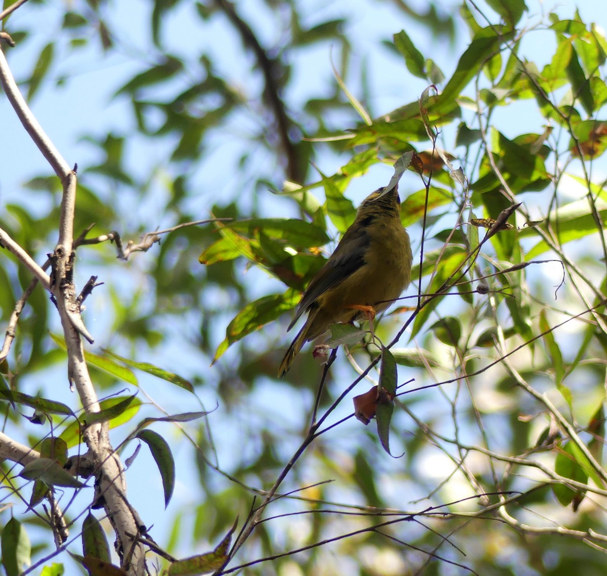 Bell Miner - ML185654581