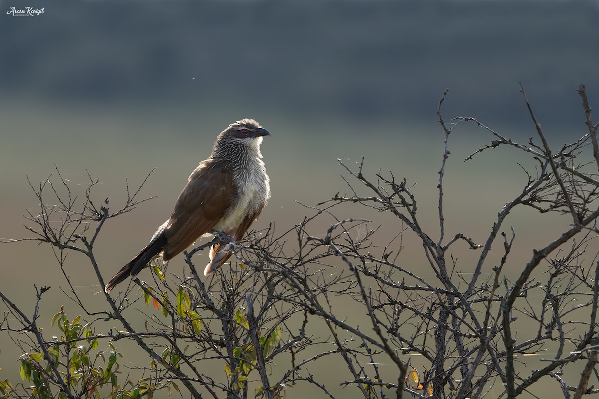 White-browed Coucal - Muhammed  Asharaf Kariyil