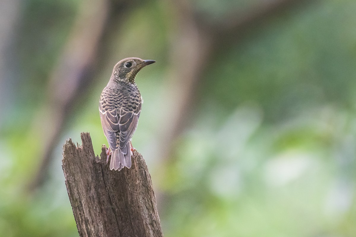 White-throated Rock-Thrush - ML185655261