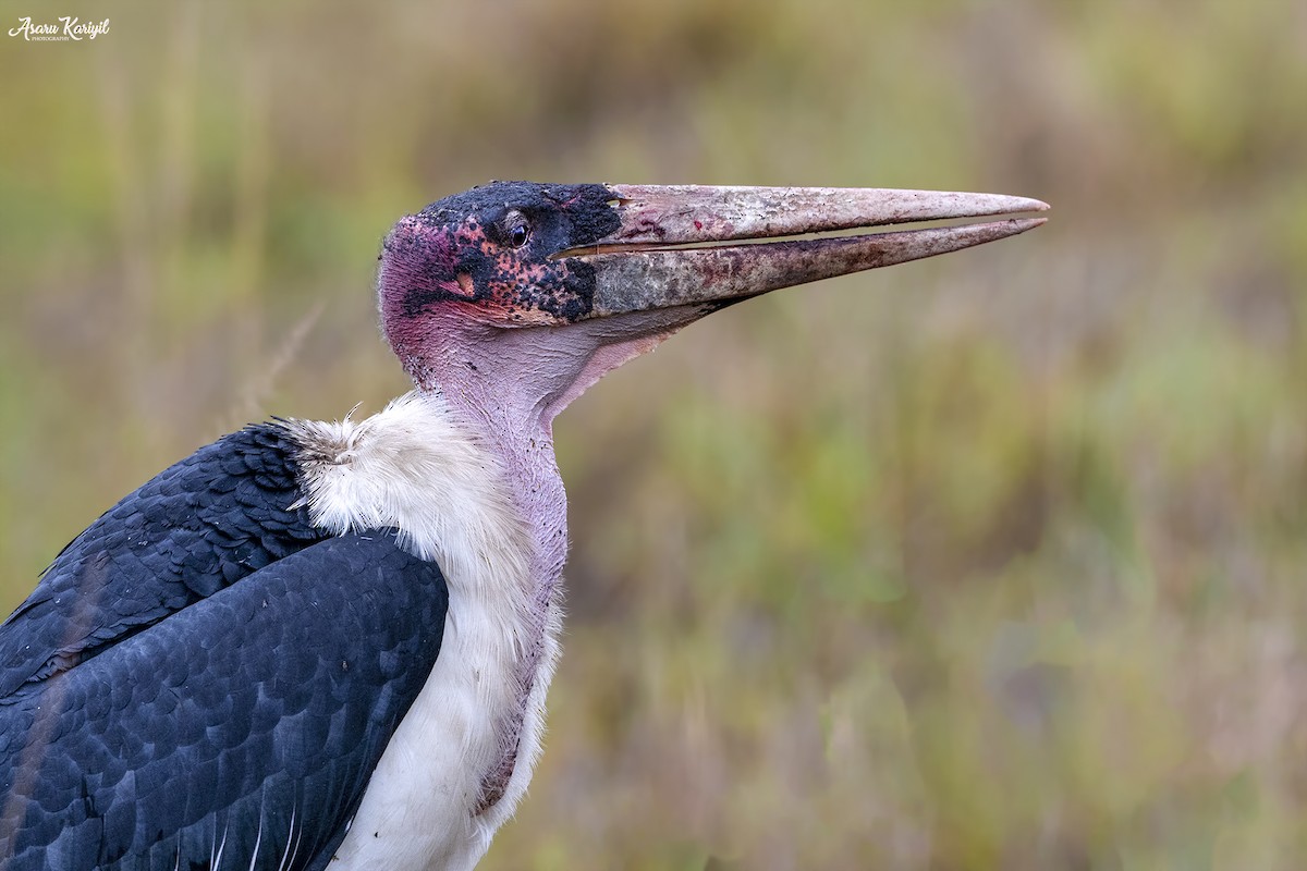 Marabou Stork - ML185655301