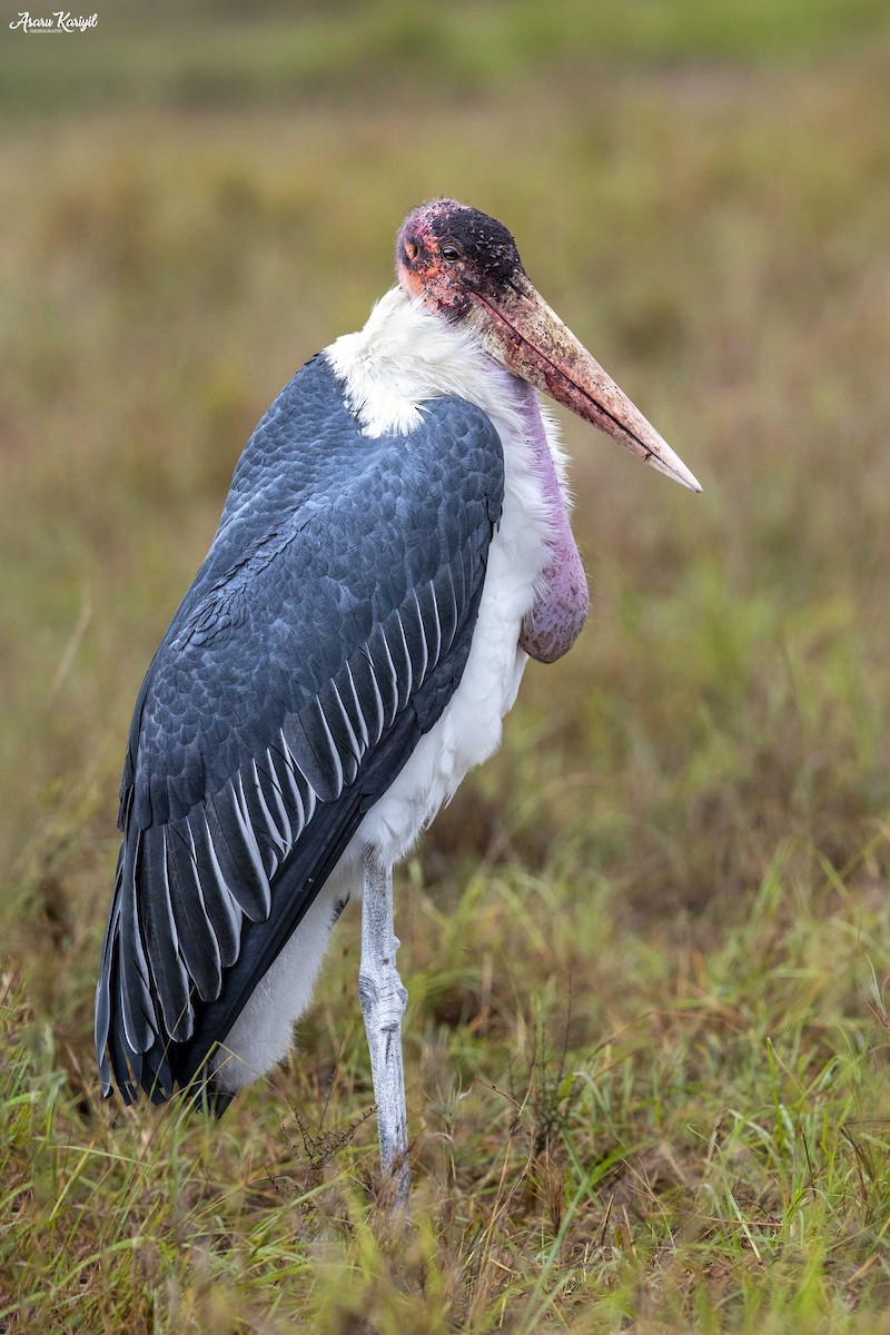 Marabou Stork - Muhammed  Asharaf Kariyil