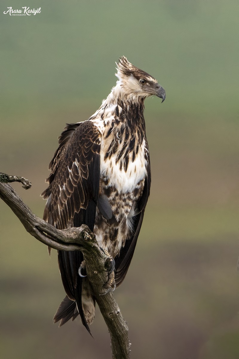 Águila Marcial - ML185655791