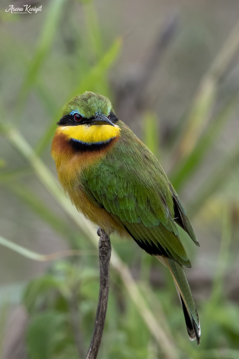 Little Bee-eater - Muhammed  Asharaf Kariyil