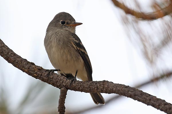 Gray Flycatcher - ML185655891