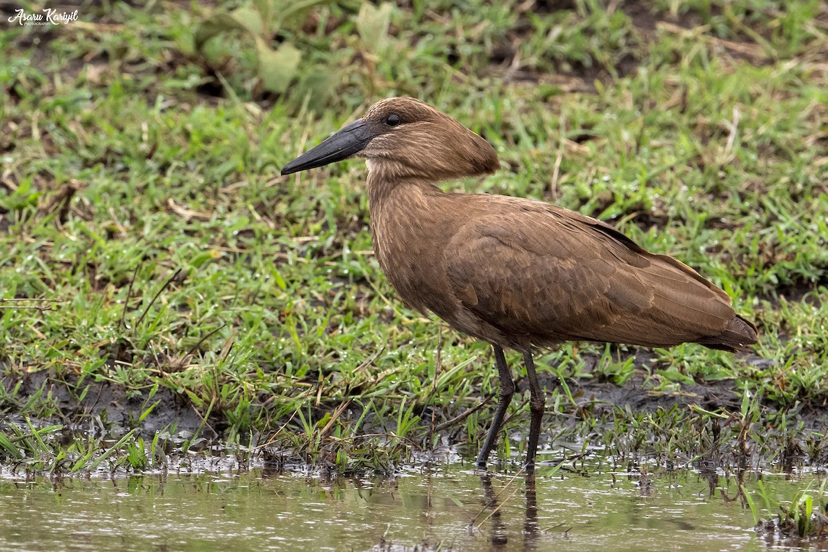 Hamerkop - ML185656081