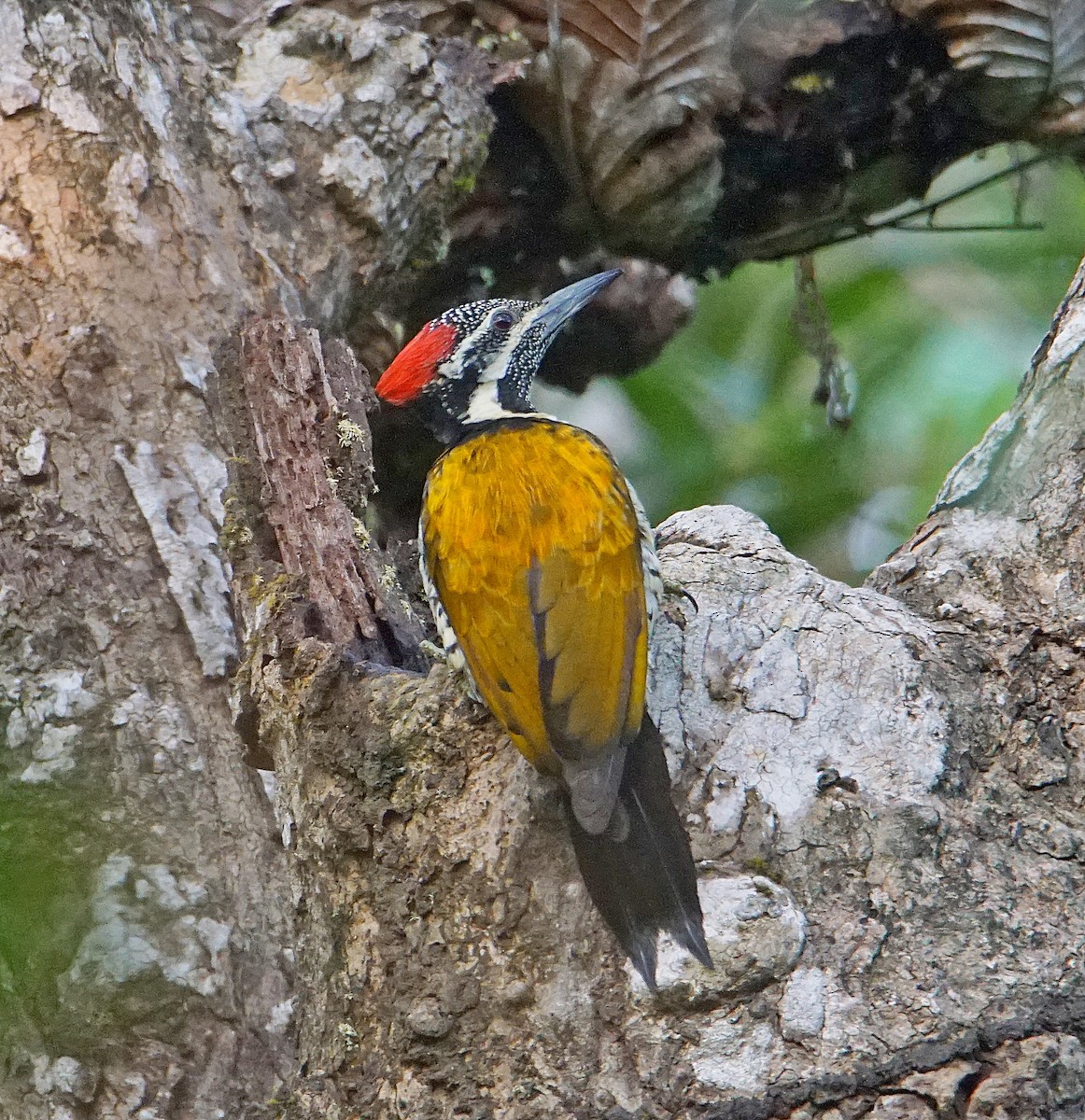 Black-rumped Flameback - Raghavendra  Pai