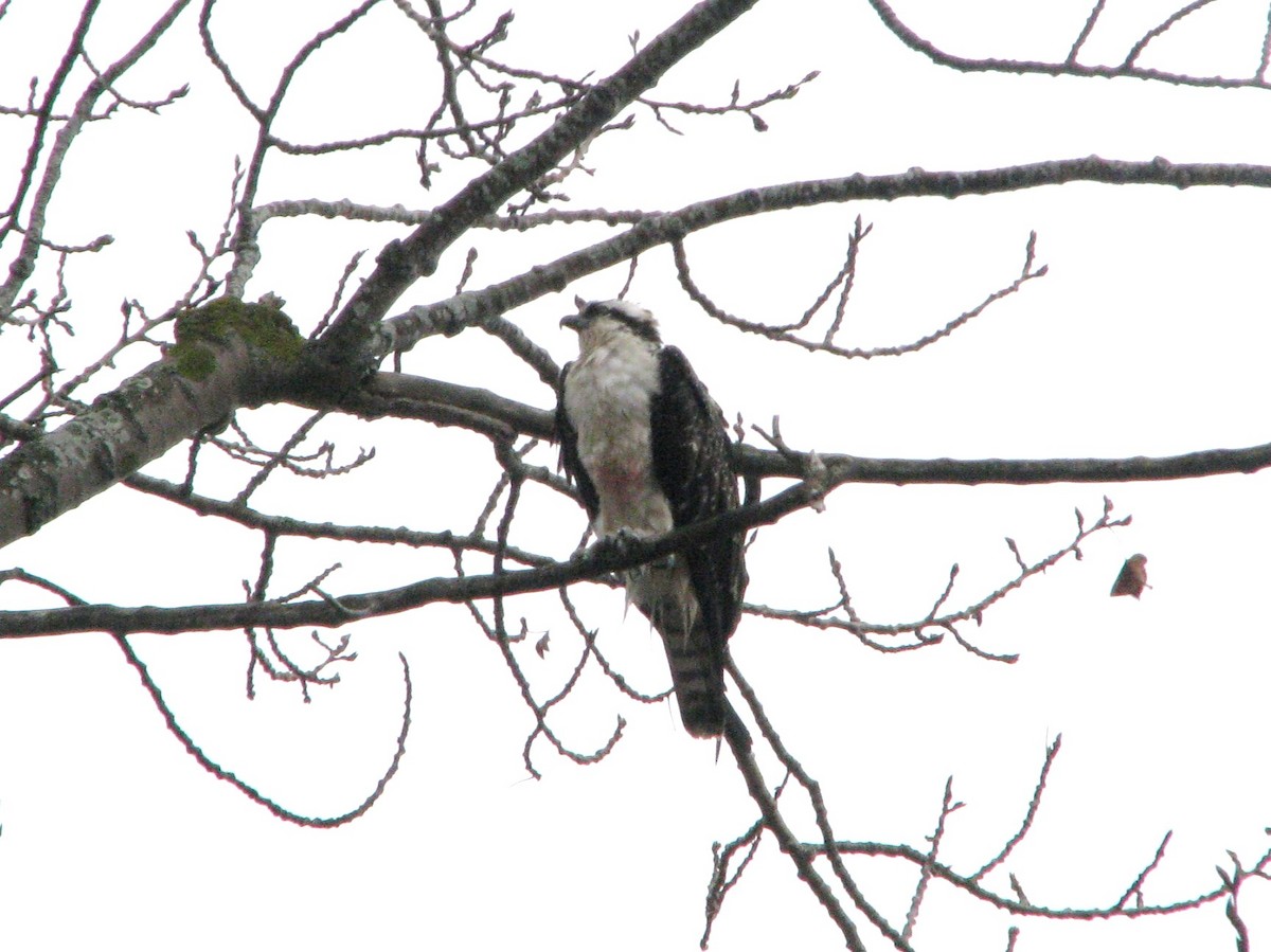 Águila Pescadora - ML185656581