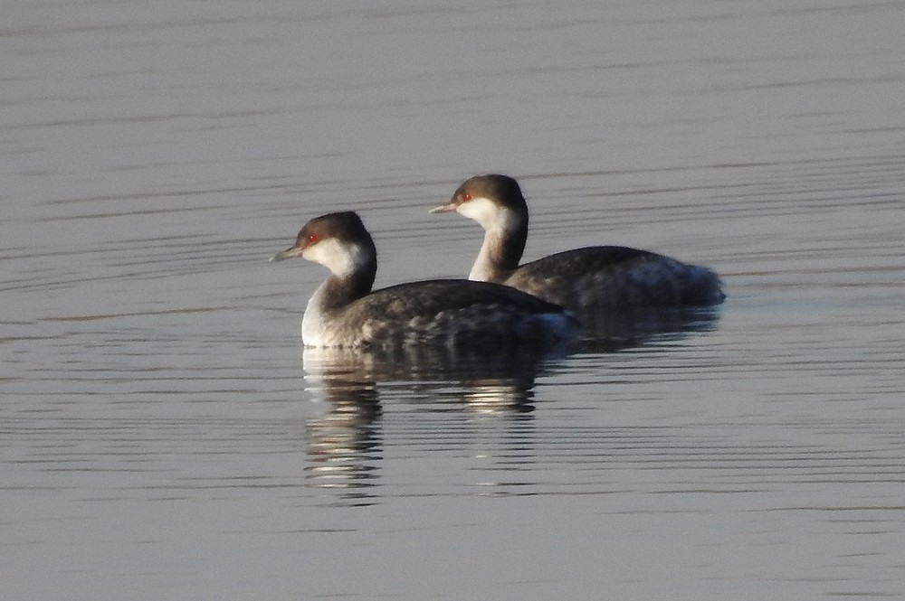 Horned Grebe - ML185657311