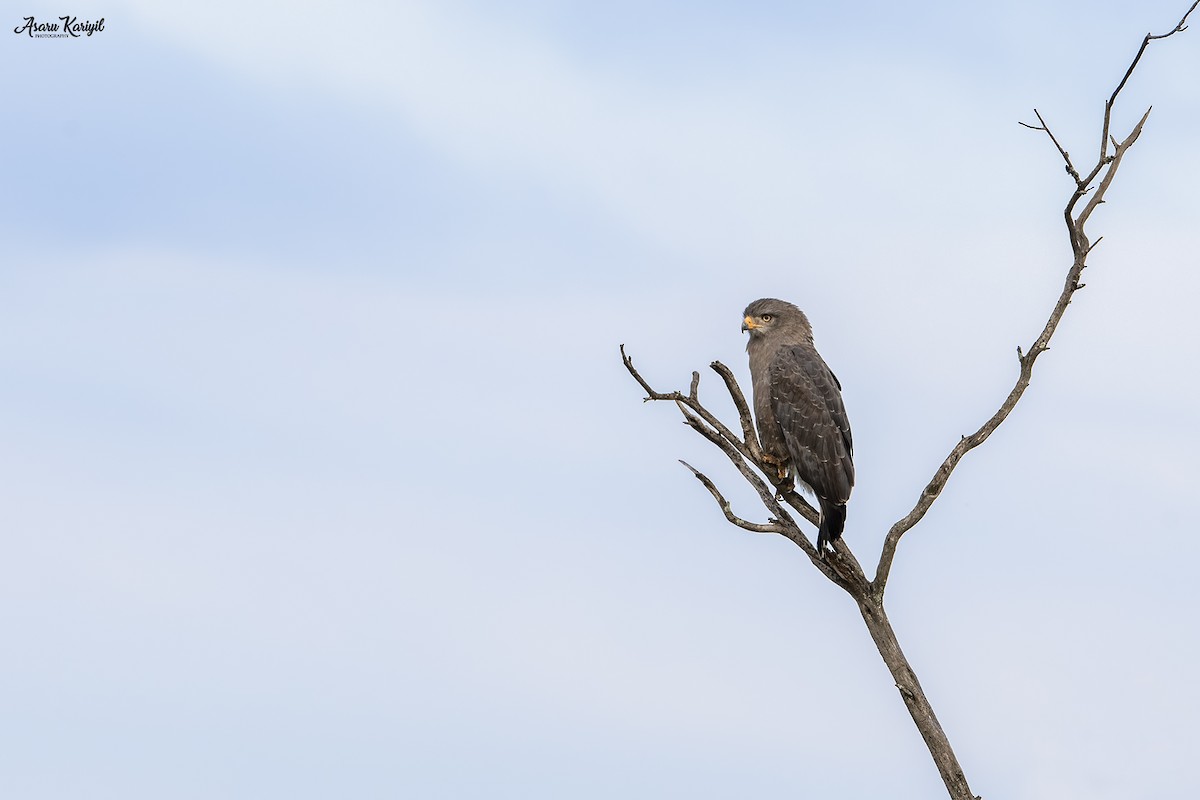 Banded Snake-Eagle - ML185657321