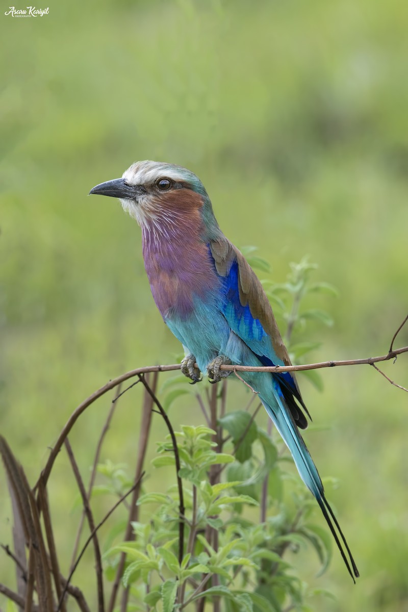 Lilac-breasted Roller - Muhammed  Asharaf Kariyil