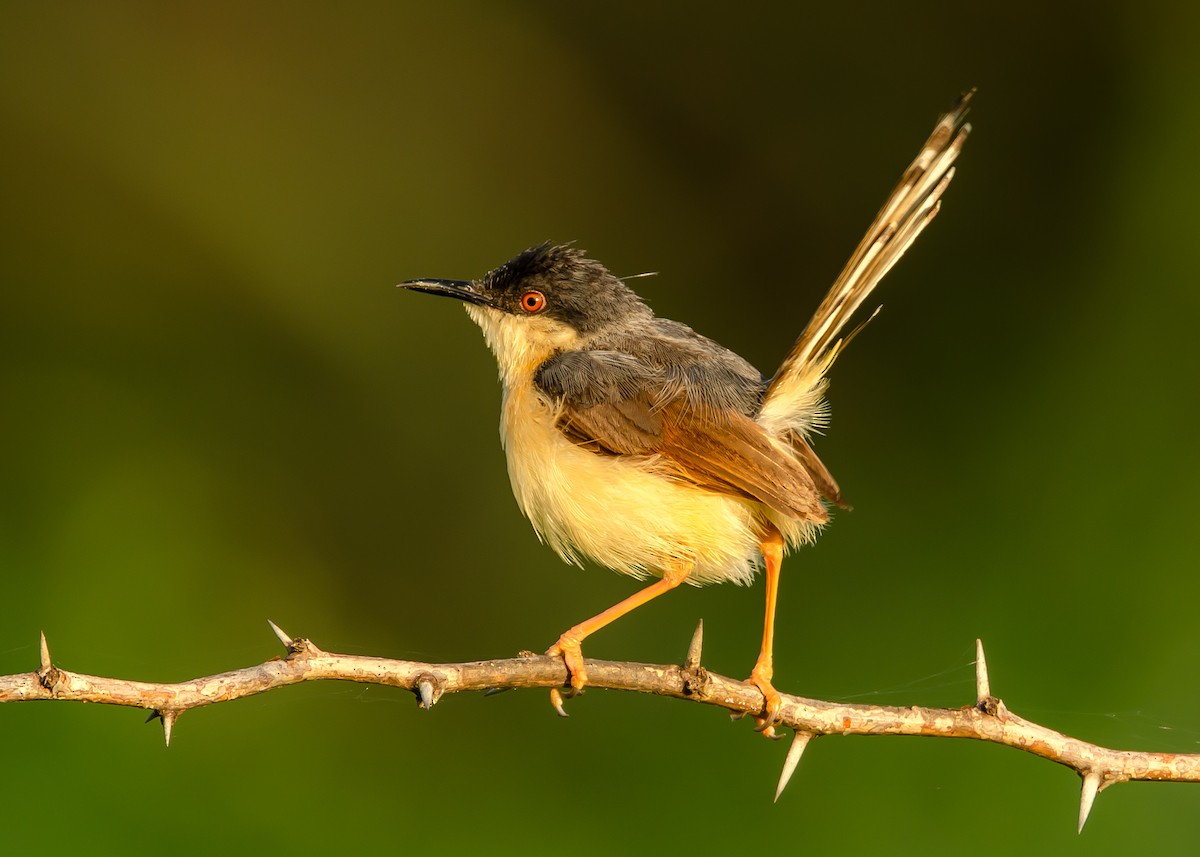 Ashy Prinia - ML185659641