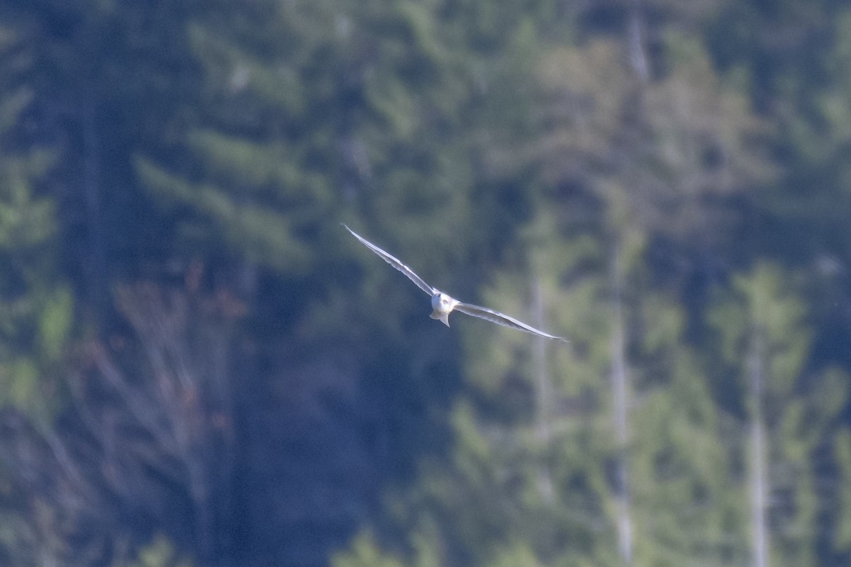 White-tailed Kite - ML185660111