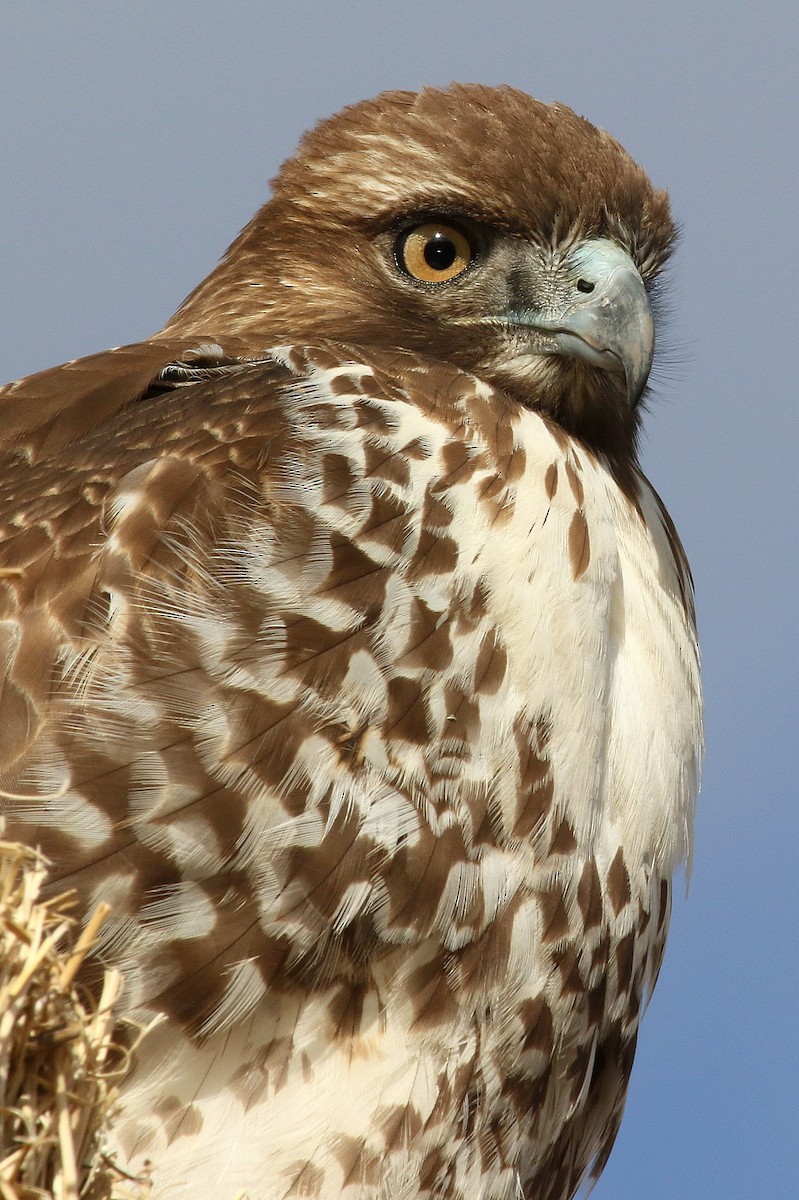 Red-tailed Hawk - ML185660231