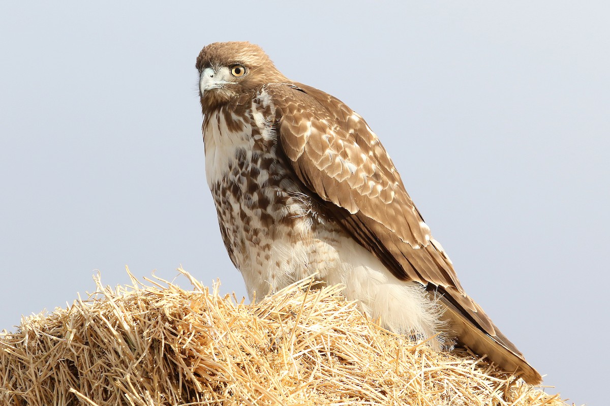 Red-tailed Hawk - ML185660401