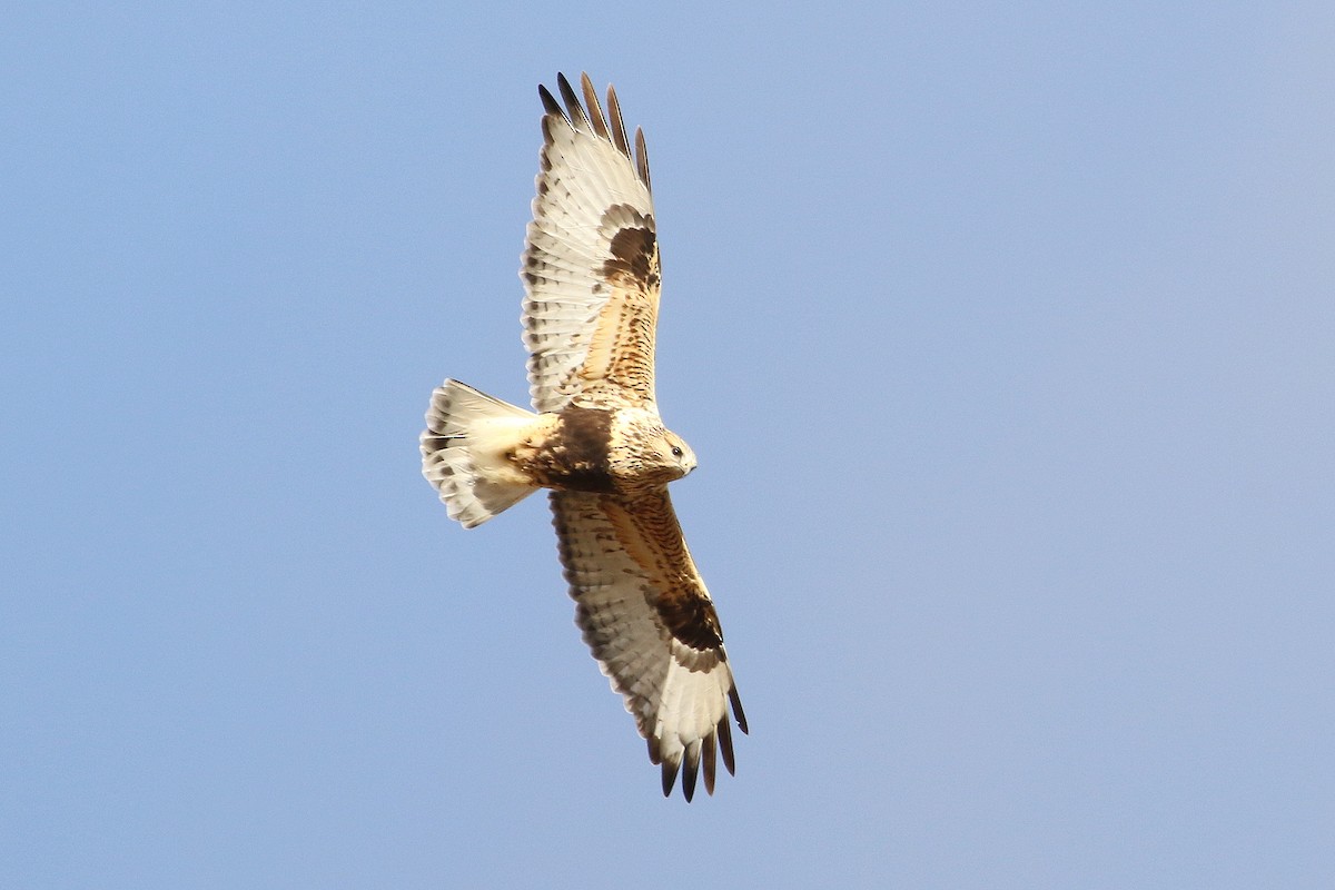 Raufußbussard - ML185660421