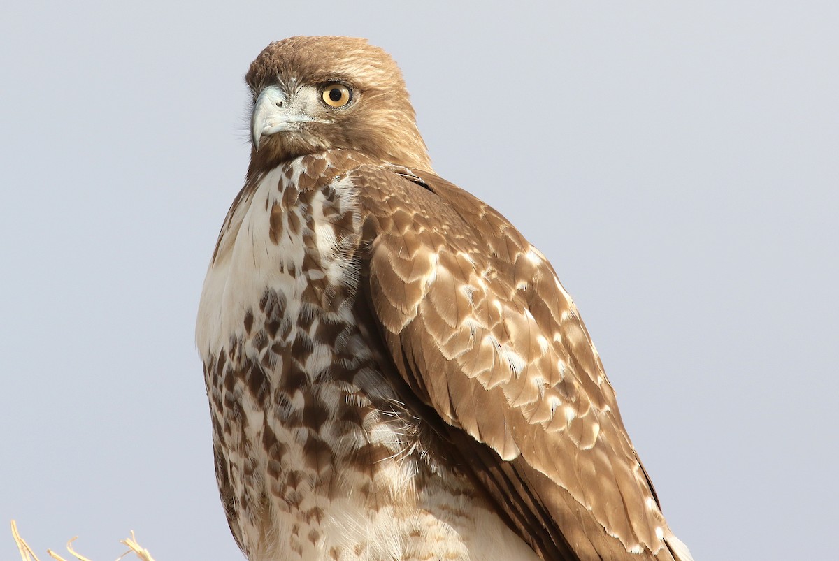 Red-tailed Hawk - ML185660471