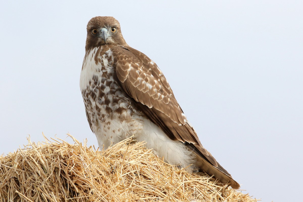 Red-tailed Hawk - ML185660641