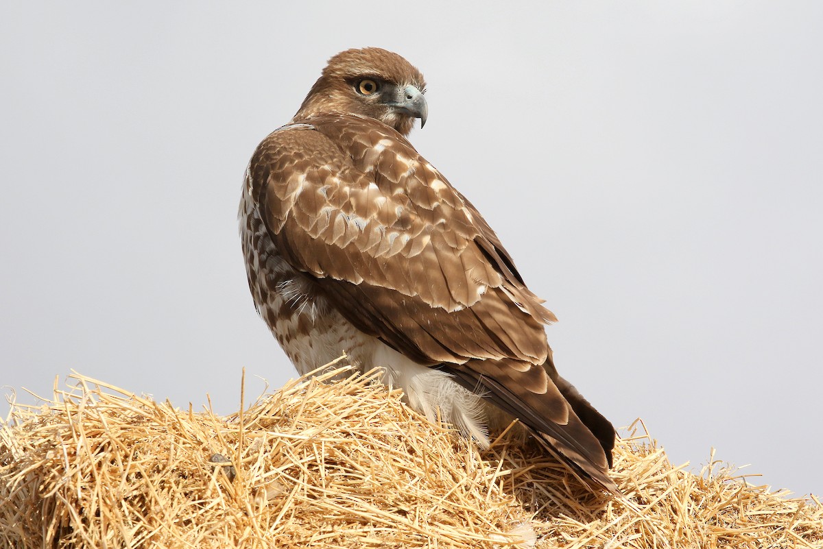 Red-tailed Hawk - ML185660751