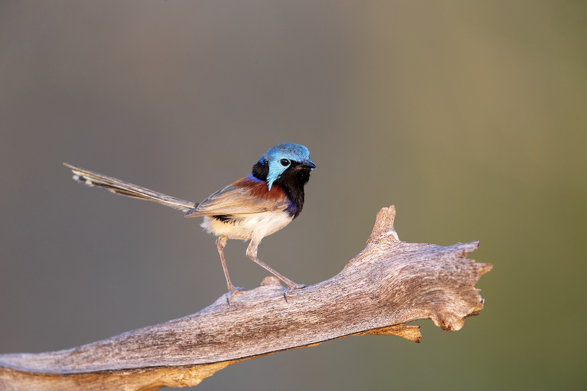 Purple-backed Fairywren (Purple-backed) - ML185661421