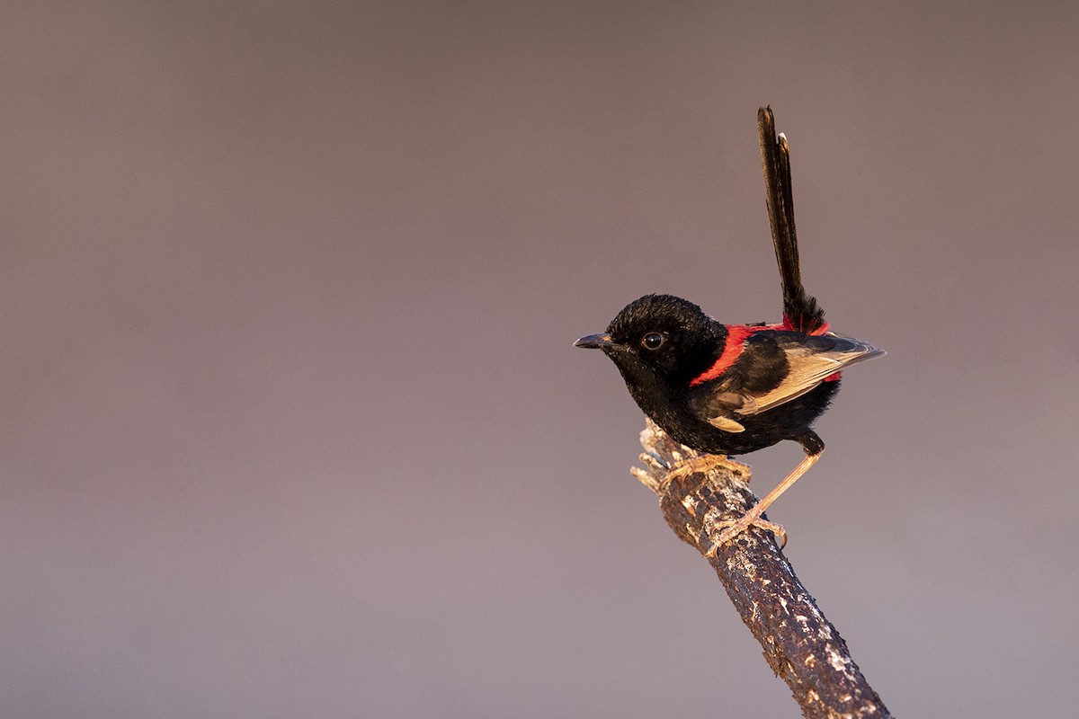 Red-backed Fairywren - ML185661481