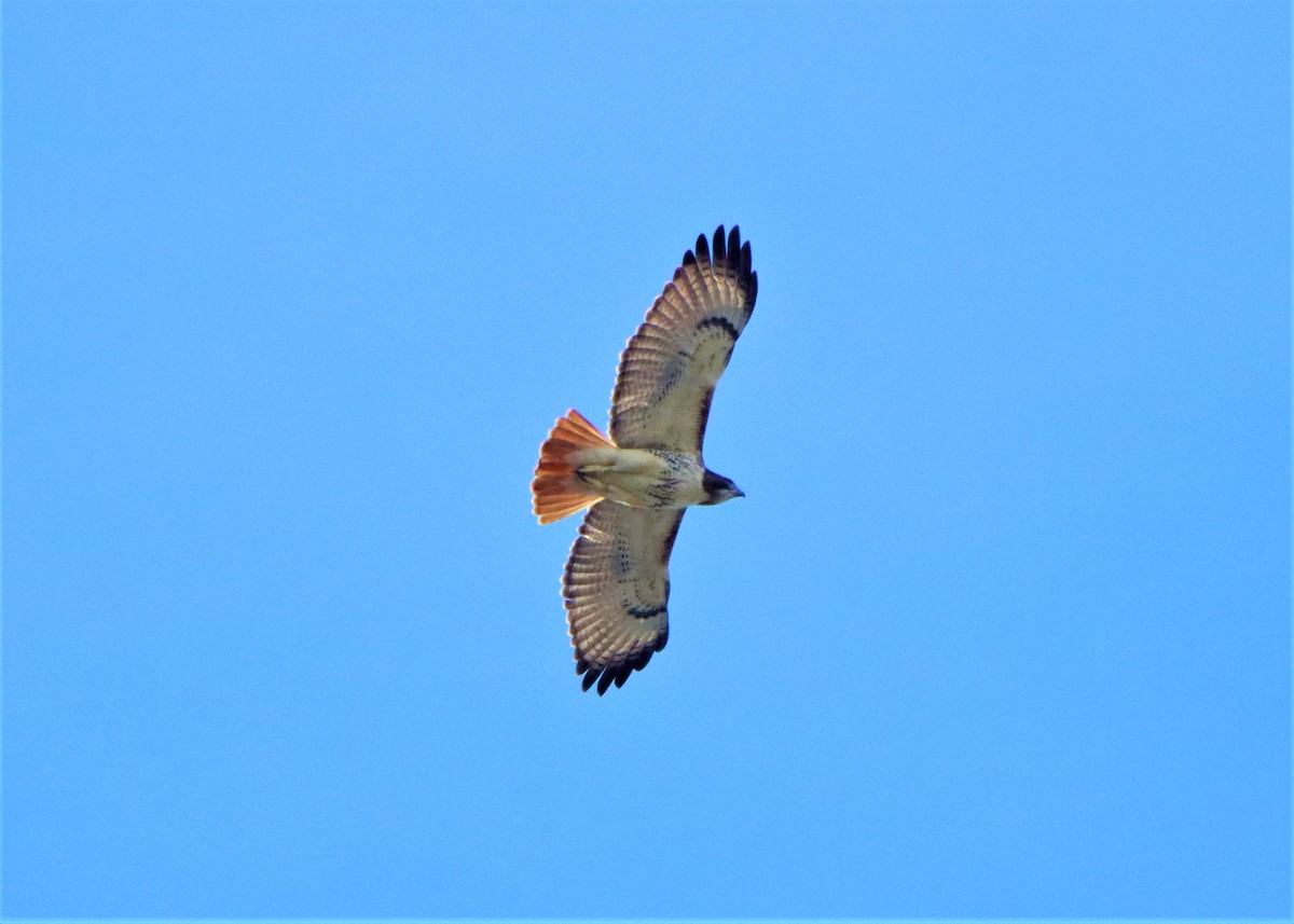 Red-tailed Hawk - Akshat K
