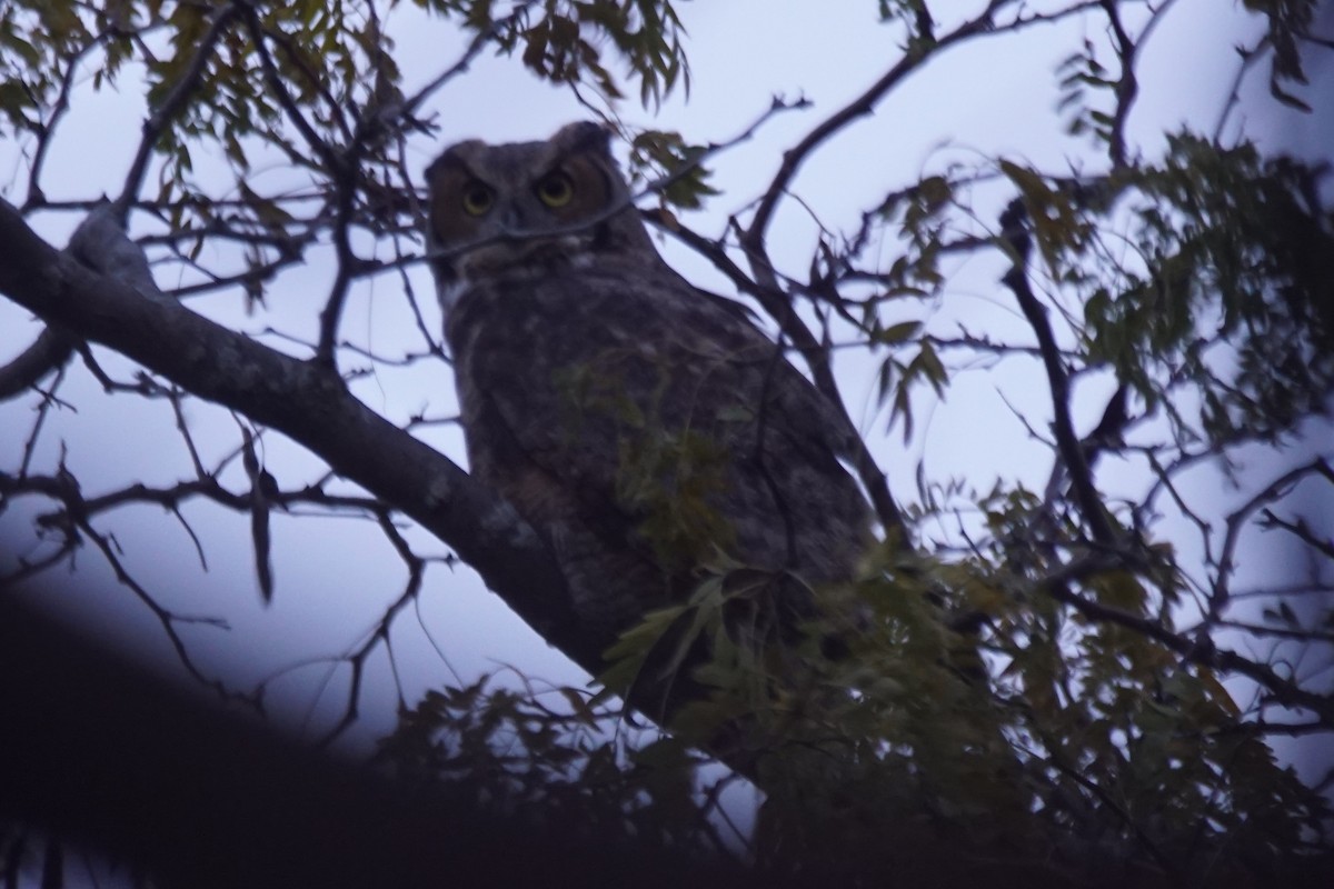 Great Horned Owl - ML185662741