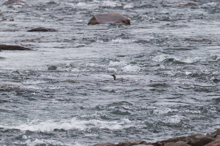 Red-throated Loon - ML185666931