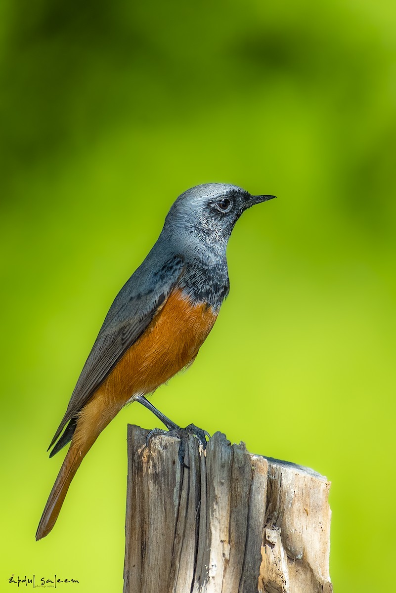 Black Redstart - ML185667131