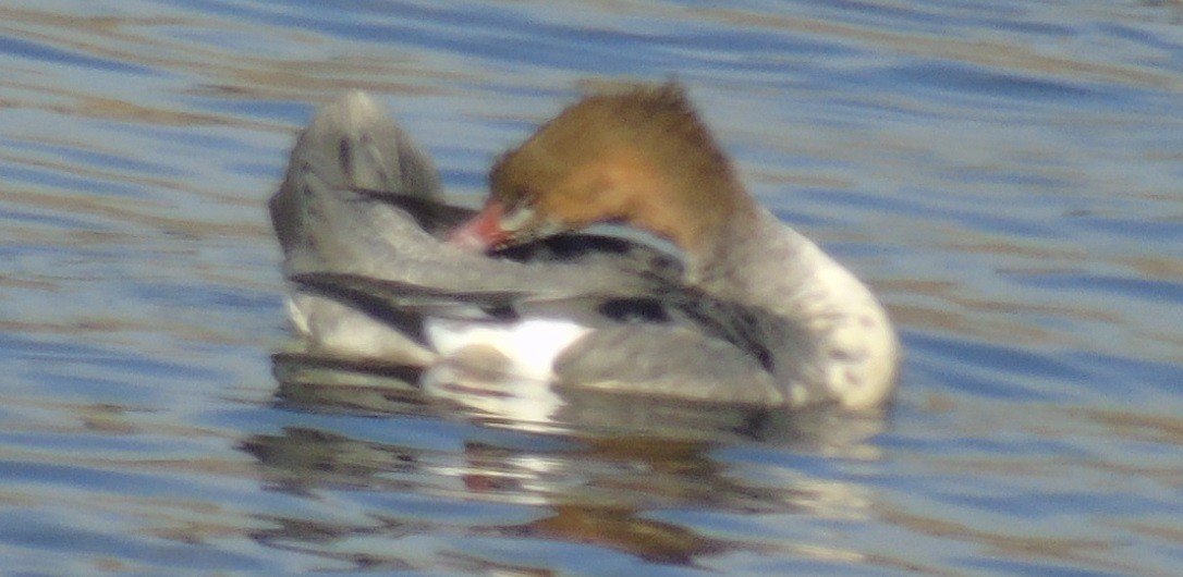 Red-breasted Merganser - Mike & MerryLynn  Denny