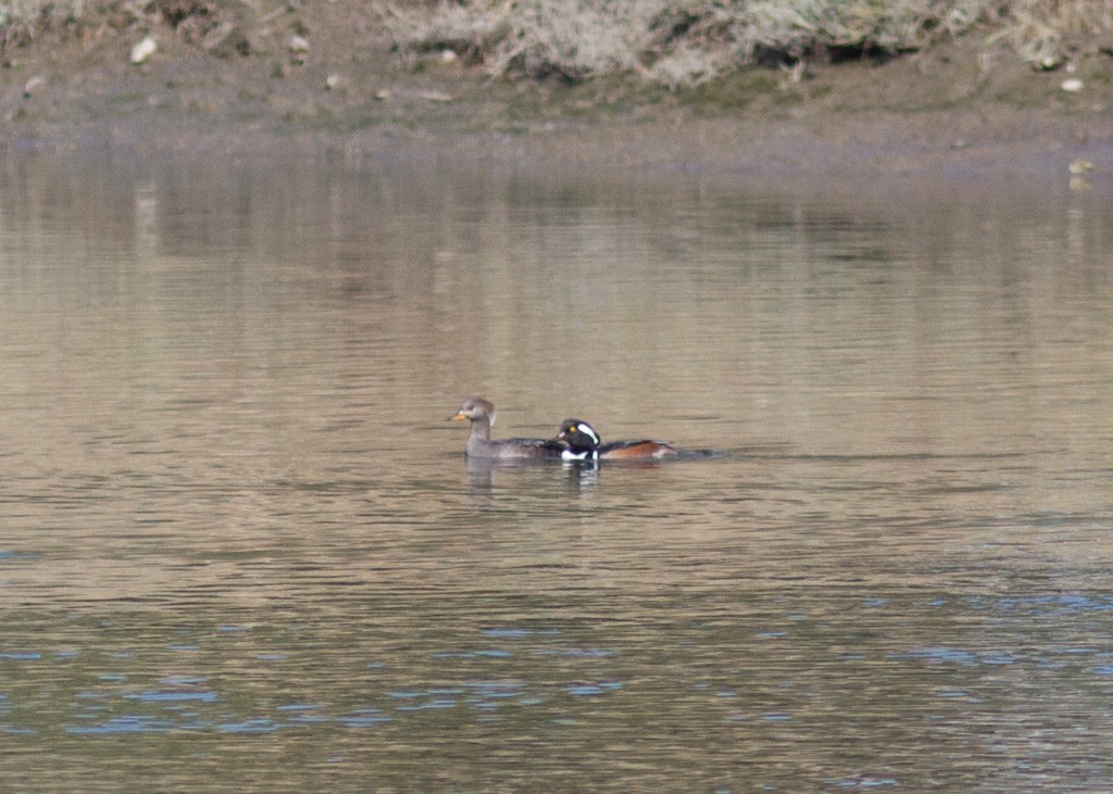 Hooded Merganser - ML185667881