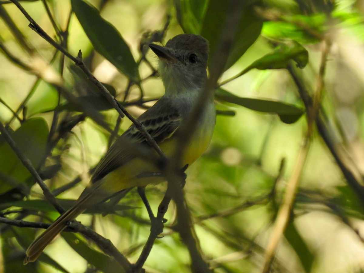 Brown-crested Flycatcher - ML185668341