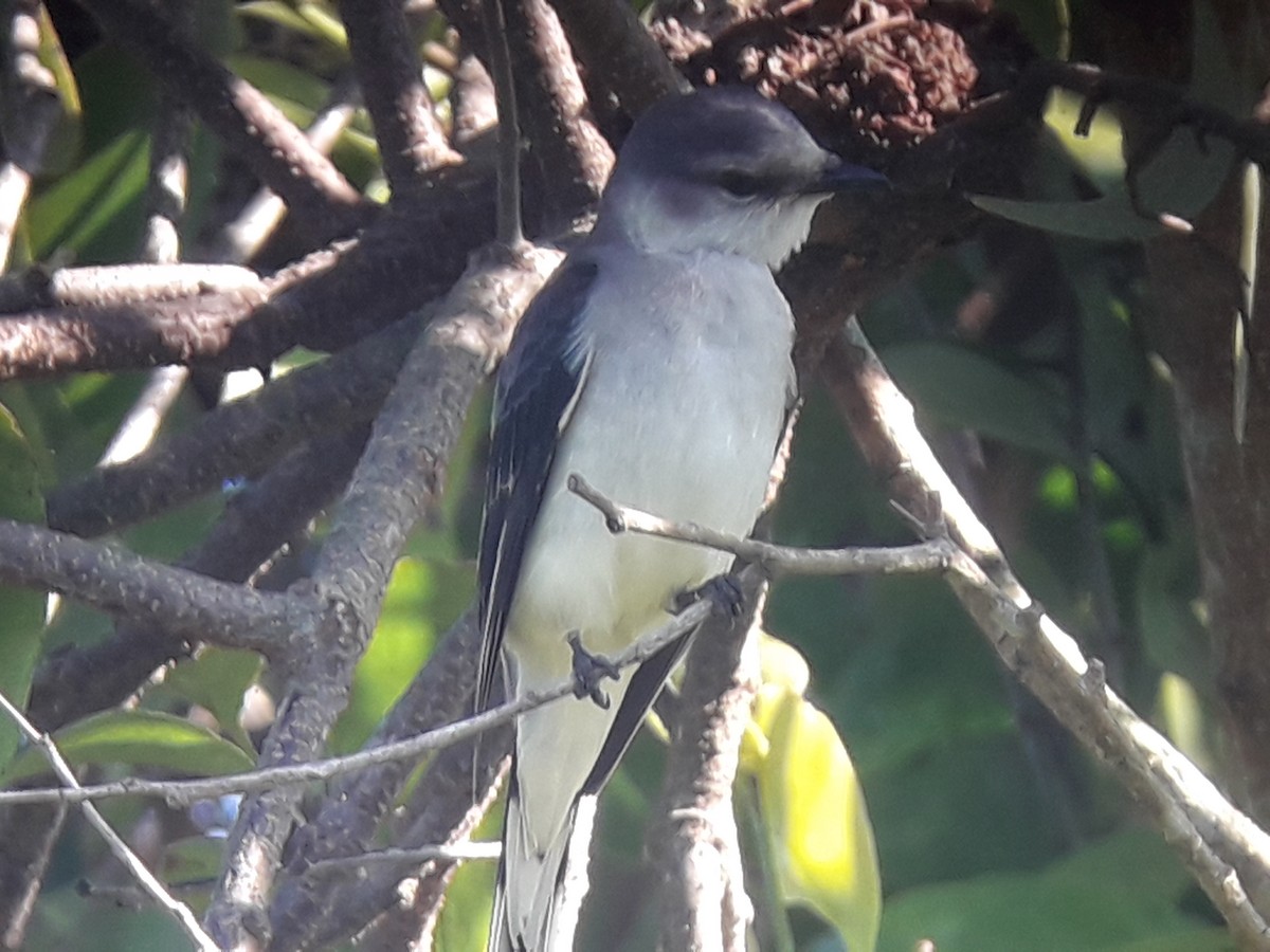 Ashy Minivet - ML185669461