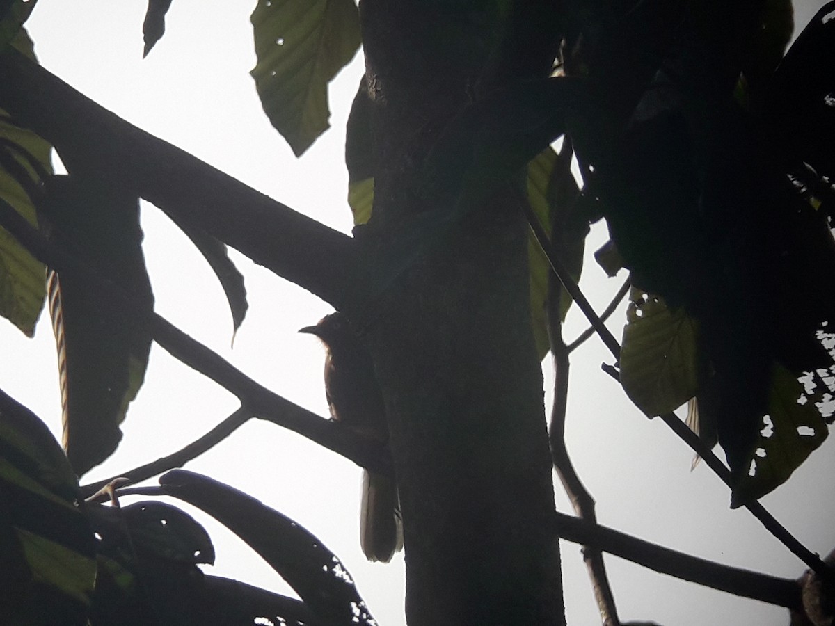 Pale-eyed Bulbul - ML185670001