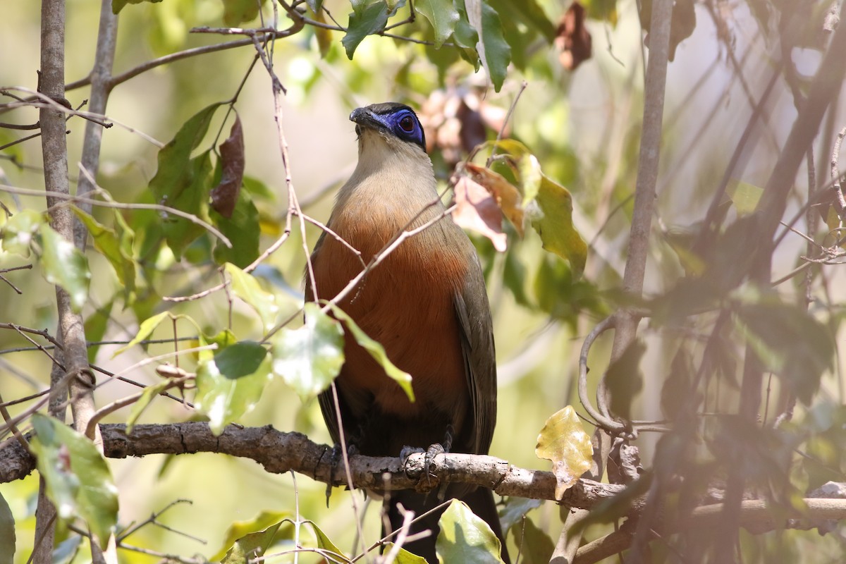 Giant Coua - Alen Lin