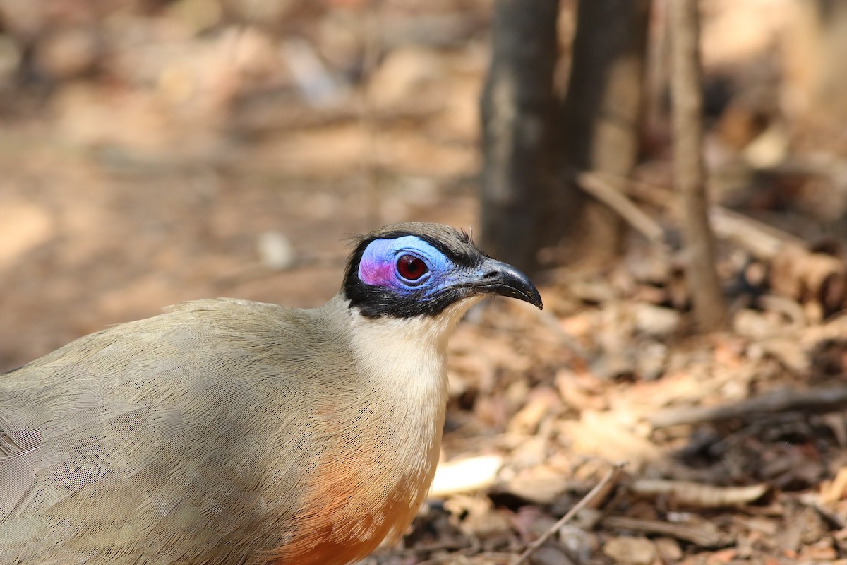 Giant Coua - ML185671041