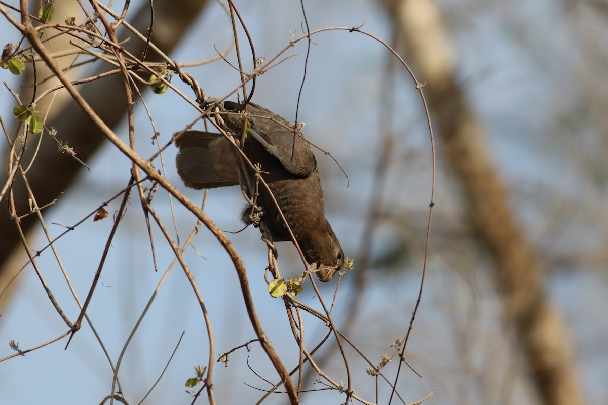 Greater Vasa Parrot - Alen Lin