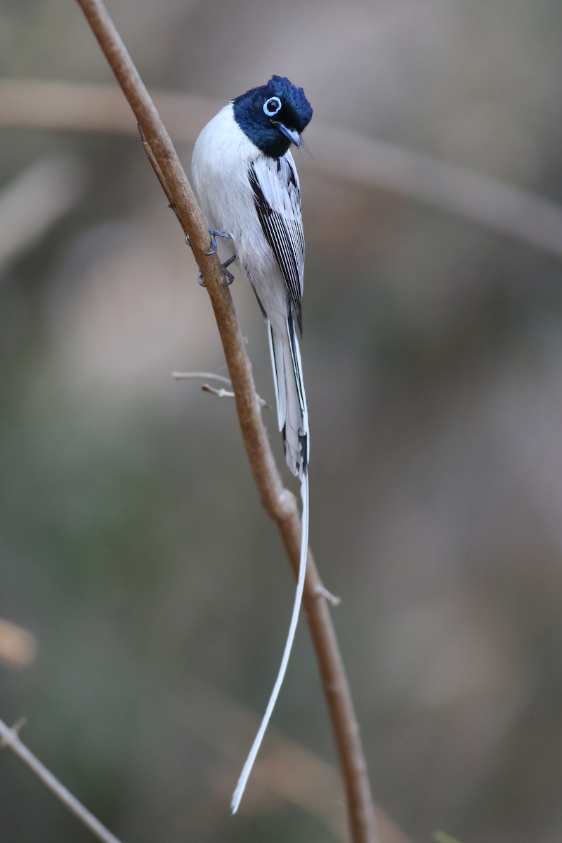 Malagasy Paradise-Flycatcher - ML185671381