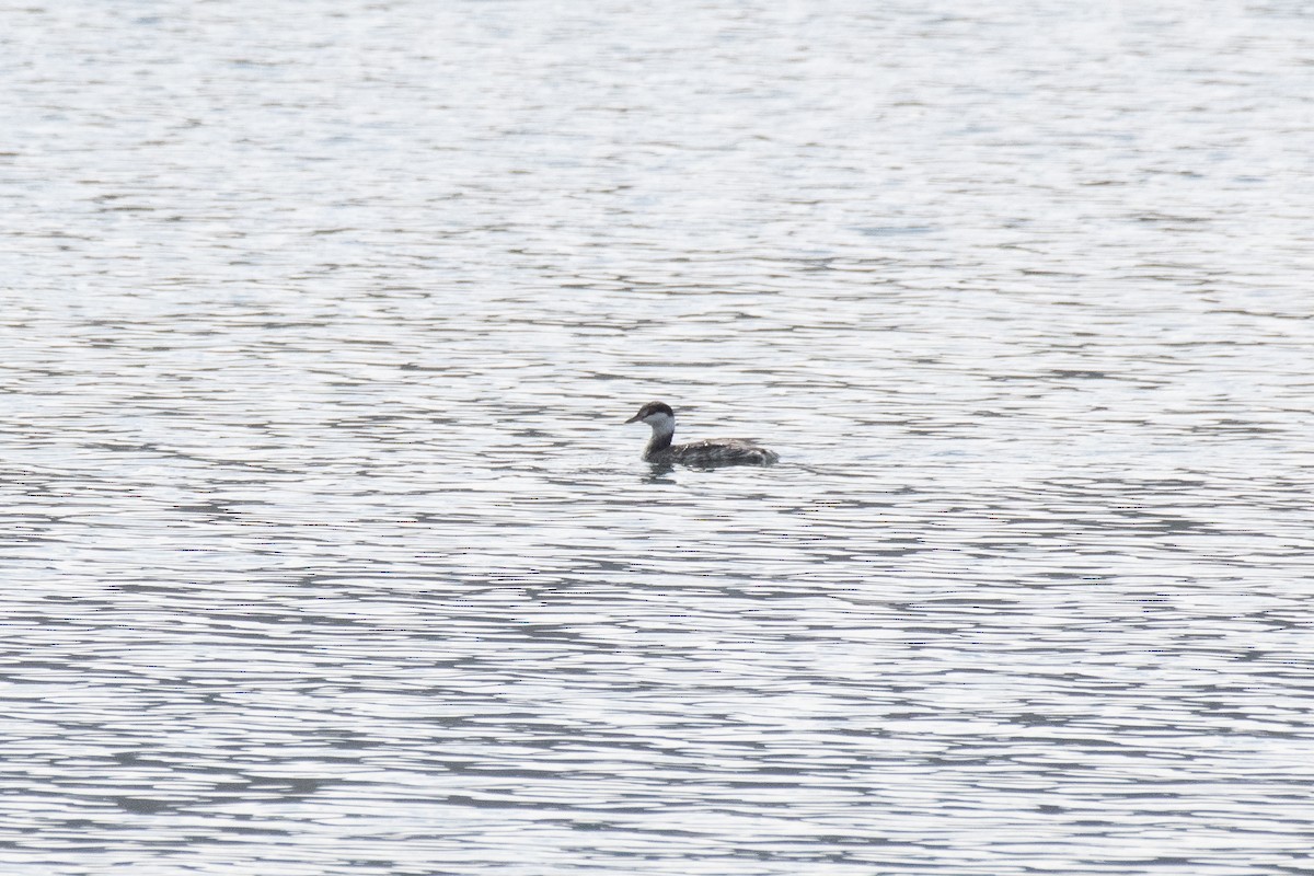 Horned Grebe - ML185671911