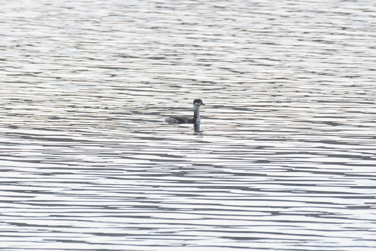 Horned Grebe - ML185671921